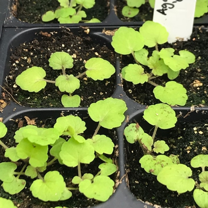 نعناع کره ای - مراقبت